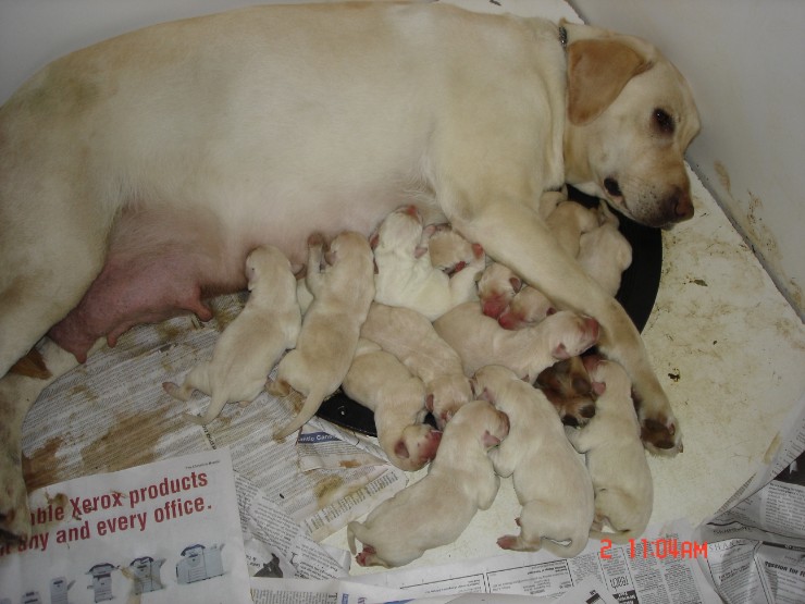 Yew one day old001.jpg